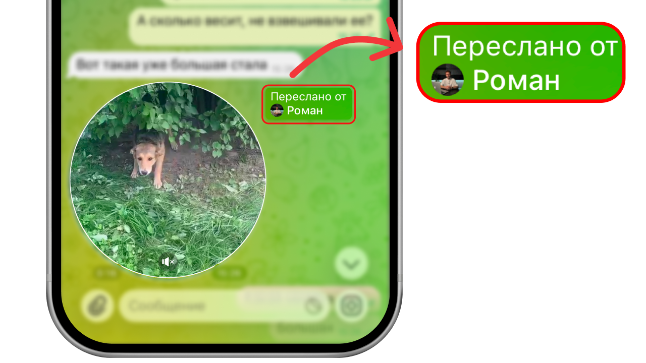 Як виглядає напис Переслано в Телеграмі